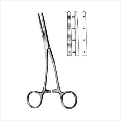 Mastin Muscular Fcps Left